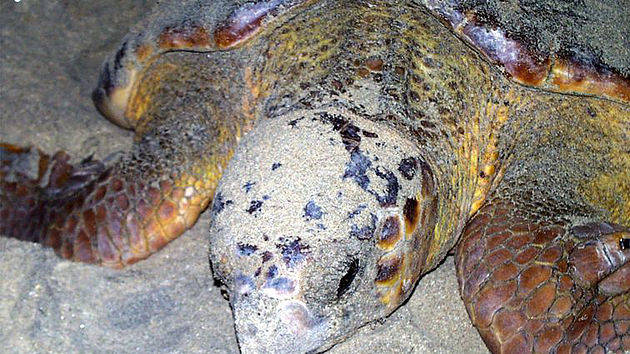 Cabo Verde aprova criminalização da captura, abate e comércio de tartarugas marinhas