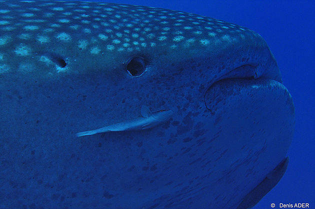 Whale Sharks are back in ‘town’!!